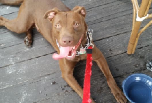 Whiskey Joe's Bar & Grill - Tampa美食图片