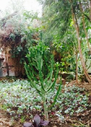 Jerusalem Guest House