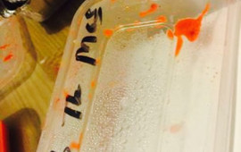 Zinga Indian Takeaway