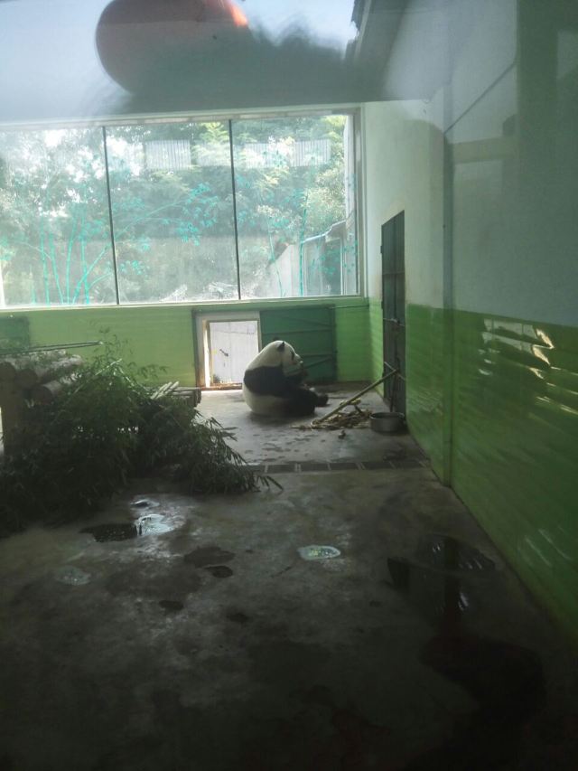 스자좡 도심 동물원