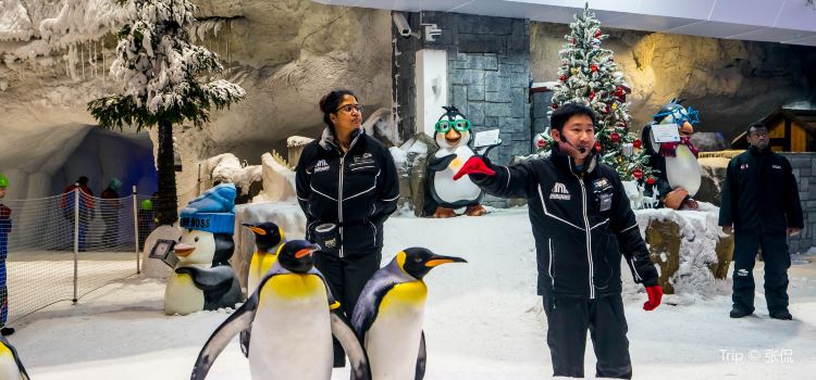 Ski Dubai Travel Guidebook Must Visit Attractions In Dubai Ski