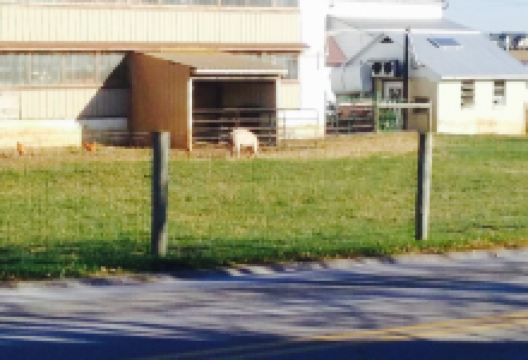 Zook's Homemade Chicken Pies美食图片