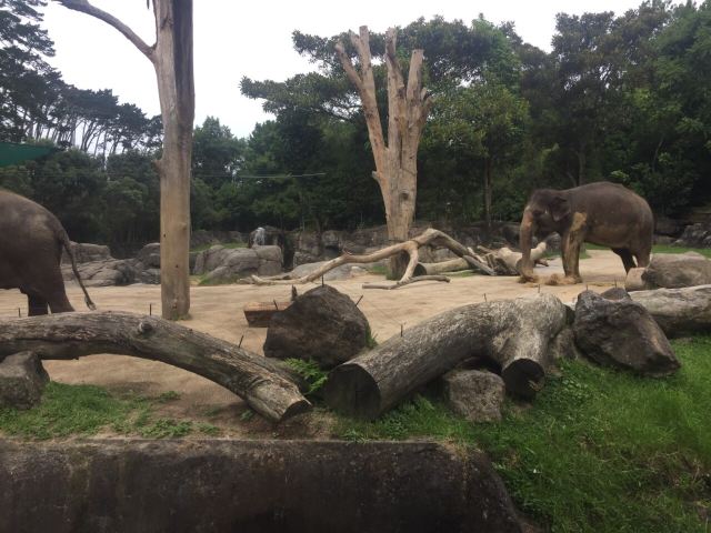 Auckland Zoo