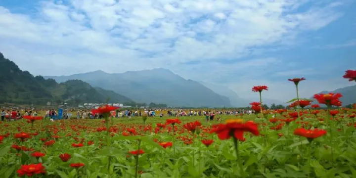 通濟花海露營公園