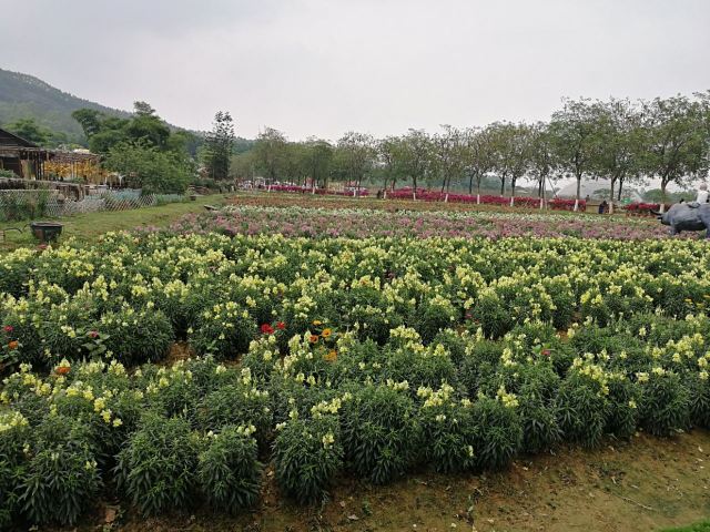 Midea Egret Lake Alice Garden