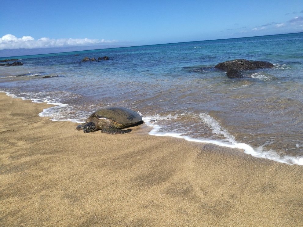 夏威夷茂宜岛见到大海龟