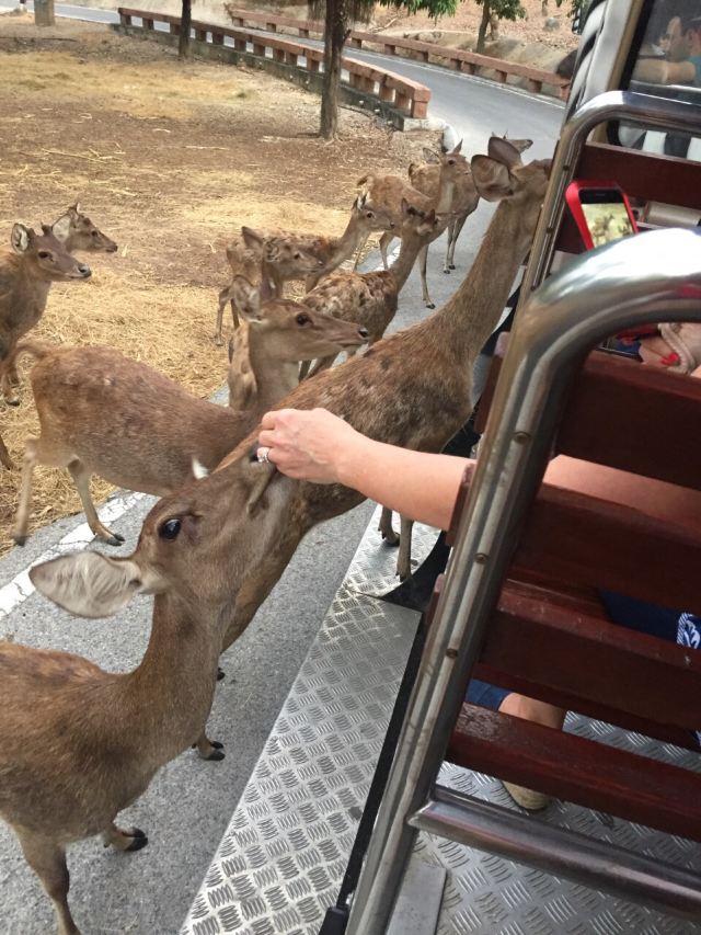 치앙마이 동물원