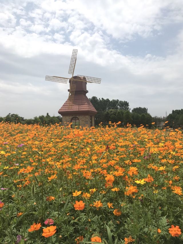 항저우만 해상꽃밭