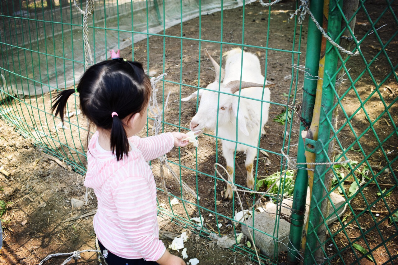 儿童节特辑（一）亲子游郊区好去处，农场采摘喂动物做手工