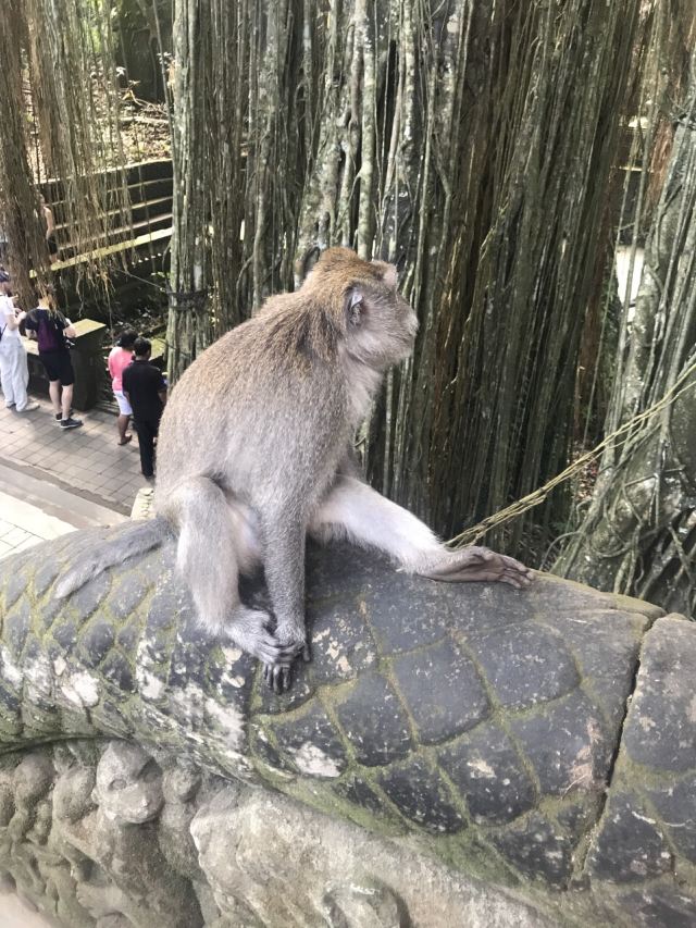몽키 포레스트