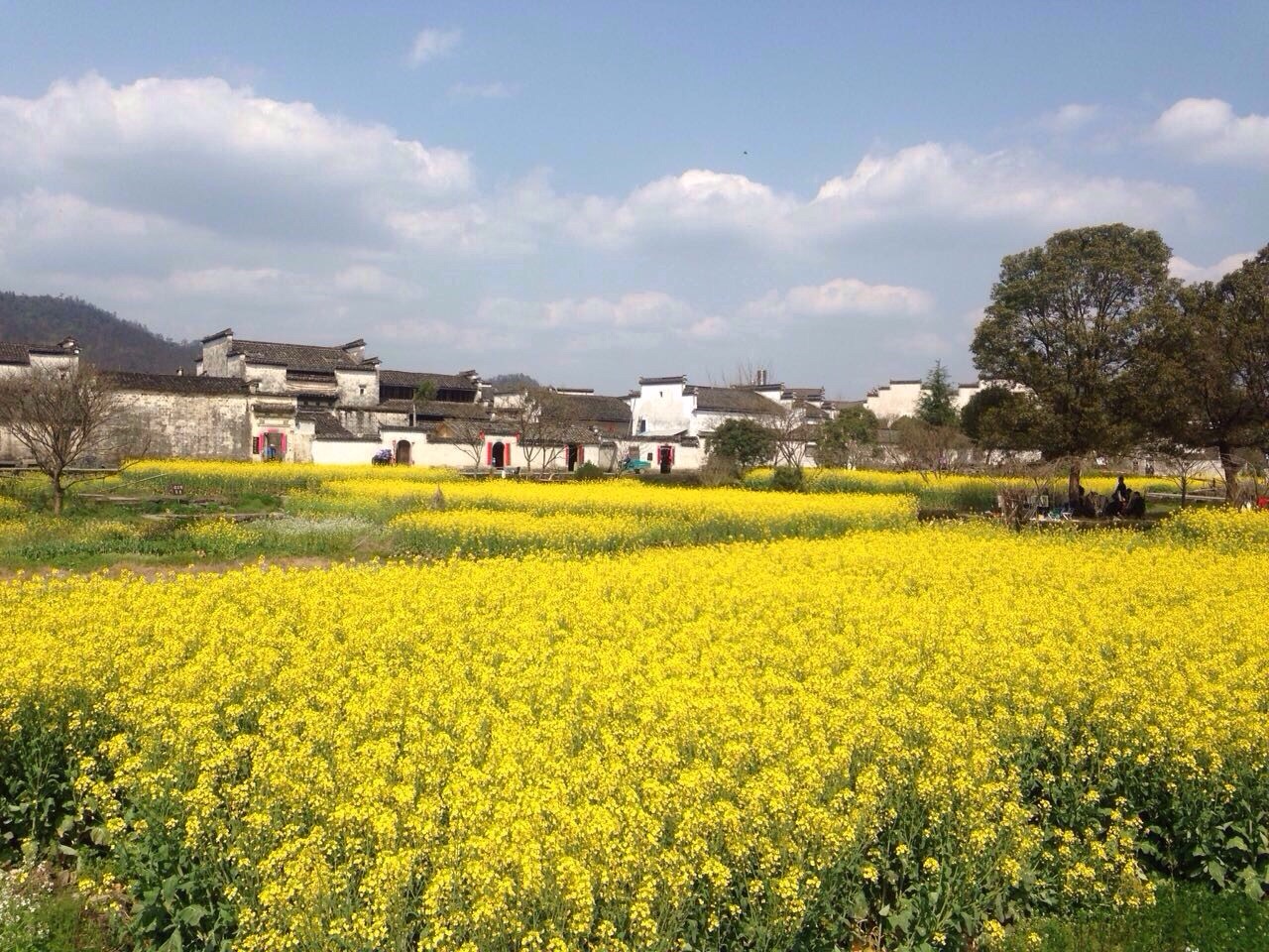 宏村西递之油菜花