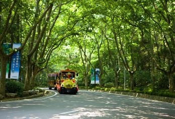 钟山风景区一日活动【中山陵+明孝陵+音乐台+美龄宫 梧桐大道】【全程每人提供无线耳麦讲解，讲解更清楚~~行动更自如~~无购物，无自费，更深度，告别走马观花。】