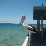 Adelaide