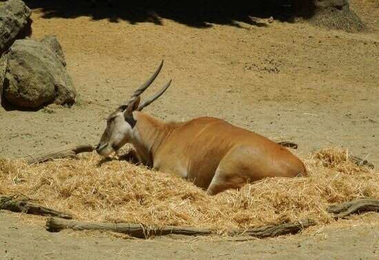 Auckland Zoo