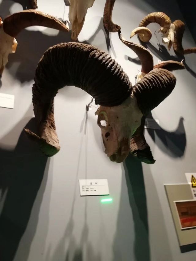 Qinghai Tibetan Culture Museum
