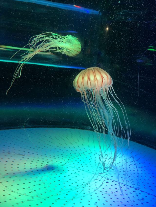 Grandview Aquarium