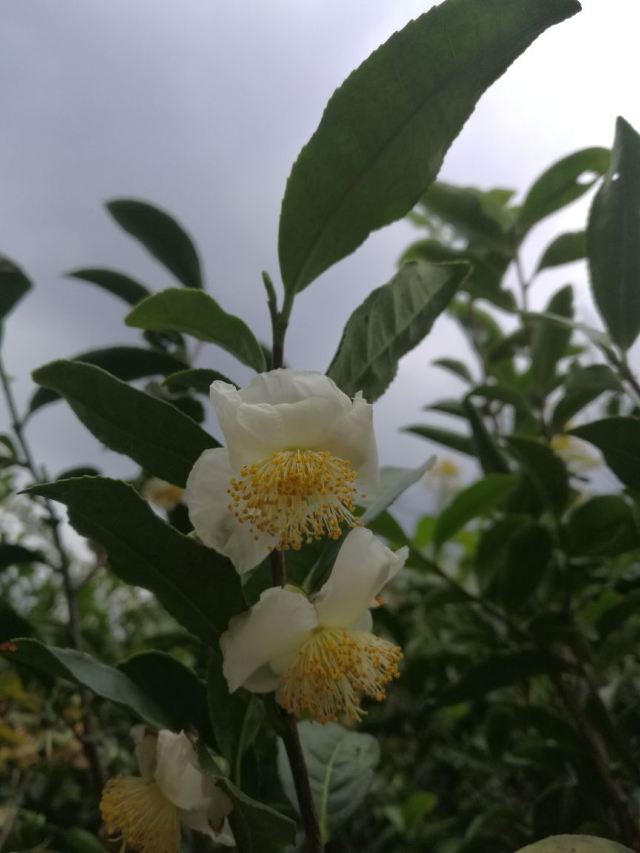 고로산