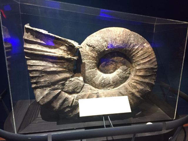 Museum of New Zealand (Te Papa Tongarewa)