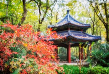 中山陵景区+美龄宫半日活动【打卡梧桐大道+含预约+导游讲解】【[精选景点]中山陵美龄宫寻金陵故事，打卡网红梧桐大道！】