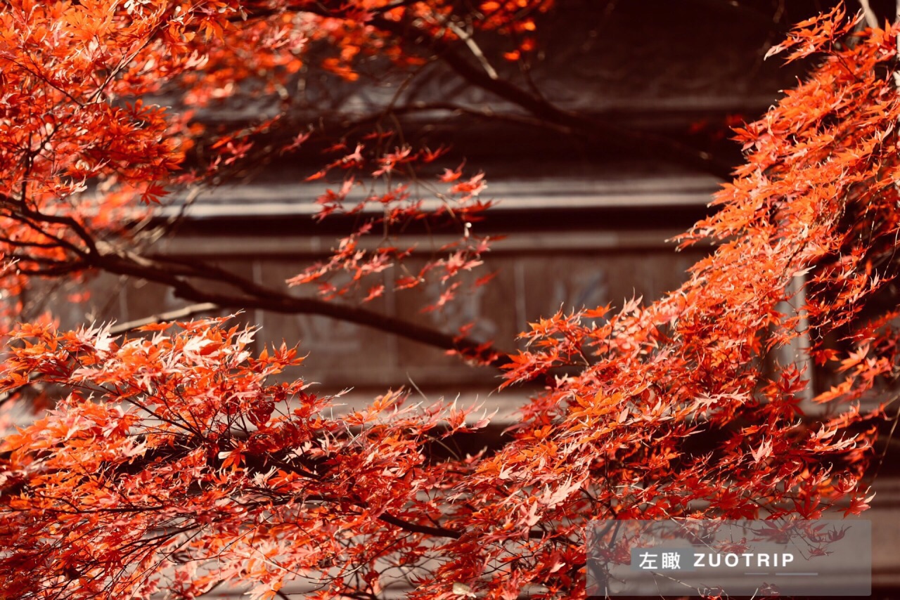 秋来同里赤似火，锦鲤枫叶相映红。