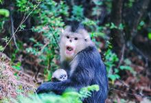 塔城滇金丝猴国家公园景点图片