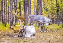 敖鲁古雅驯鹿之乡景点图片
