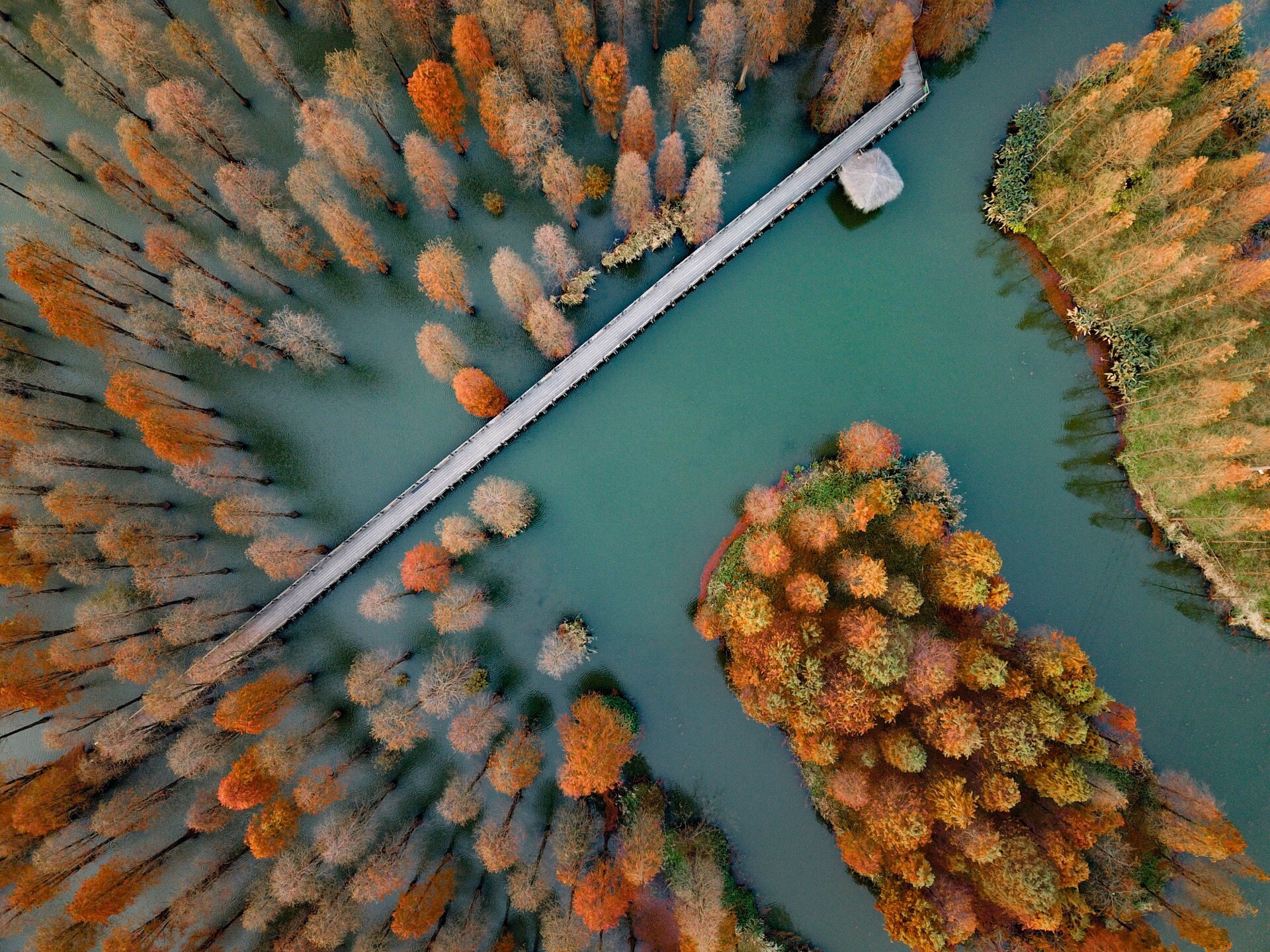 梦幻的水上森林 12月才是 上海 秋天最美的季节，银杏叶黄了、枫叶红了。  青西郊野公园 就位于上海