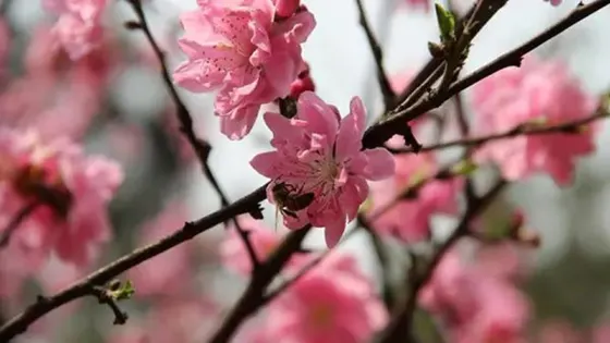 桃花塢旅遊景點