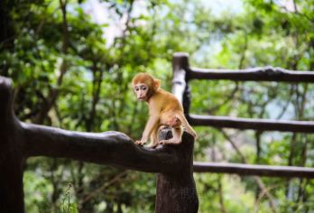 张家界国家森林公园、金鞭溪、袁家界、天子山丨小团或定制一日游【[核心景区]打卡人气榜核心景区景点：袁家界、天子山、十里画廊、金鞭溪（西游记拍摄地/阿凡达取景地）】