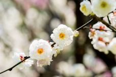 东湖梅园-武汉-YoYo_2Q1I9S1W