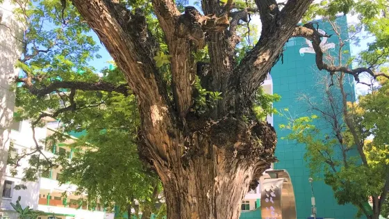 馬爾代夫國家博物館