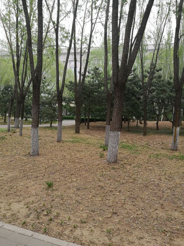 五棵松奥林匹克文化公园旅行图片 5