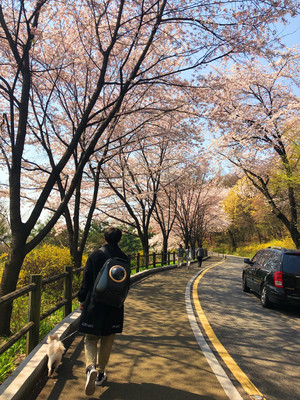 最适合樱花季来韩国首尔旅行的一日游+最新首尔打卡项目