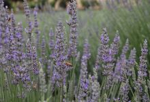 Shawnee Hills Lavendar Farm购物图片