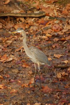 The Bird Walk-堪培拉