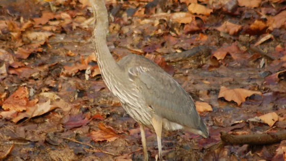The Bird Walk
