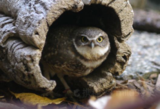 CuriOdyssey景点图片