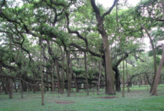 加尔各答植物园景点图片