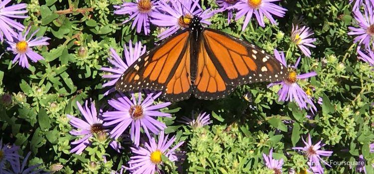 Linnaeus Teaching Gardens Travel Guidebook Must Visit Attractions