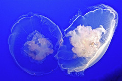 美国西海岸游记图片] Monterey 蒙特利 - 见过闪光的水母吗？这里有。
