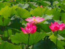 古莲花池-保定-YoYo_2Q4E9A1A