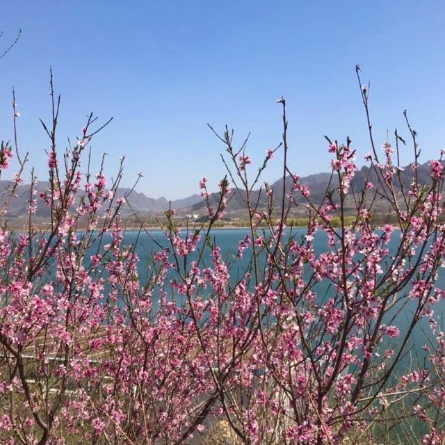 平谷桃花海旅行图片 1