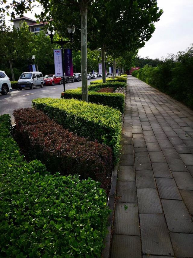 阿卡小镇海岸白帆旅行图片 3