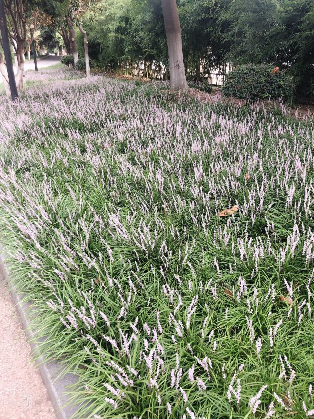 后襄河公园旅行图片 1