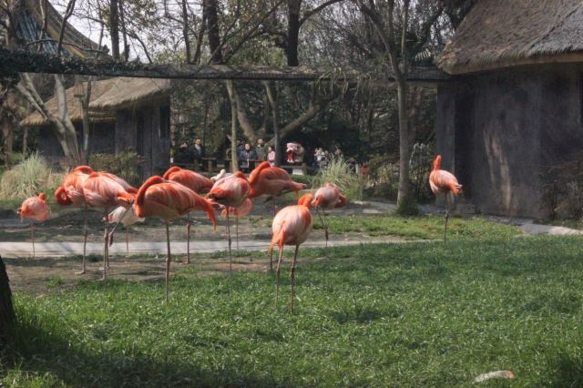 Shanghai Wild Animal Park