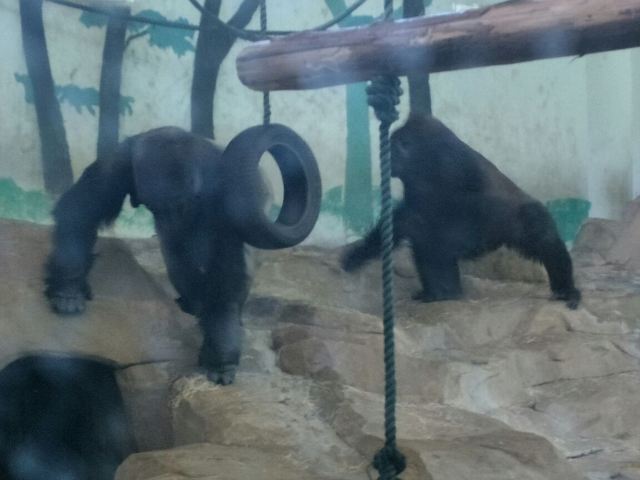 Shanghai Zoo