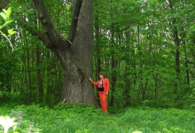 Yelnikovskaya Grove Park of Culture and Leisure景点图片