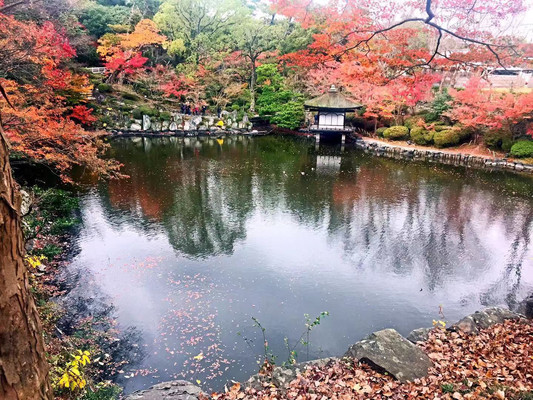 日本赏红叶的好去处--和歌山城