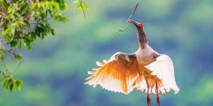 陝西漢中朱䴉國家級自然保護區