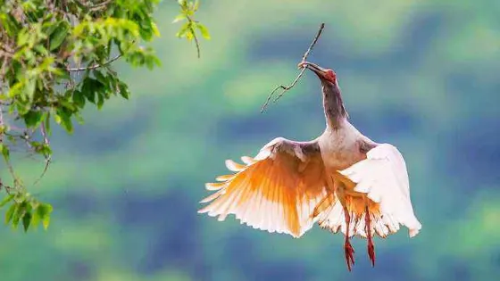 陝西漢中朱䴉國家級自然保護區